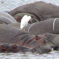 hippos