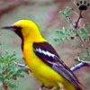 oriole