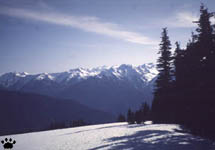fir