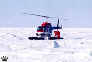 chopper
