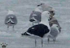 gulls