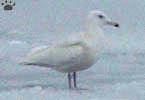 gulls