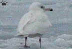 gulls