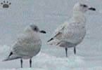 gulls
