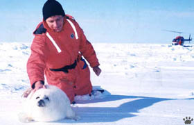 seal