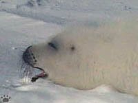 seal