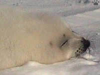 seal