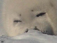 seal