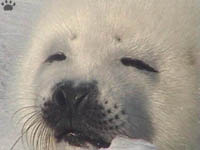 seal