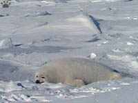 seal