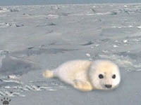 seal