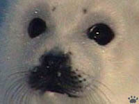 seal