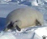 seal