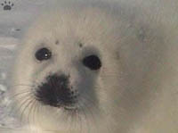 seal