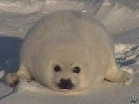 seal
