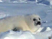seal