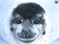 seal