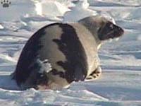 seal