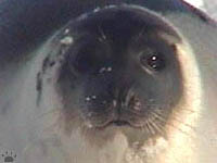 seal
