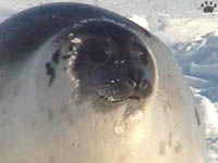 seal