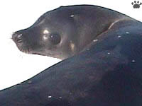 seal