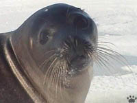 seal