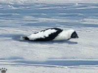 seal