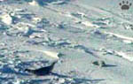 seals