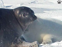 seals