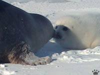 seals