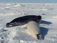 seals