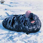 seal