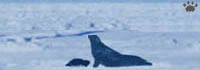 seal