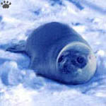 seal
