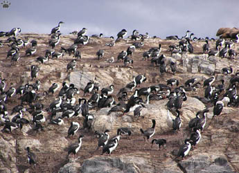 birds