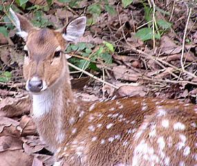 deer