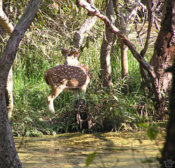 deer