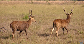 deer