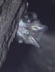bat