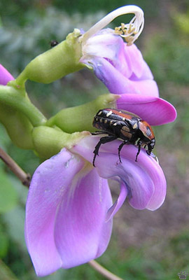 insect