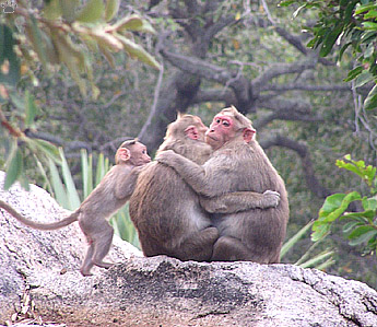 monkey