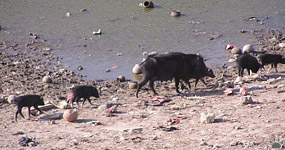 boar