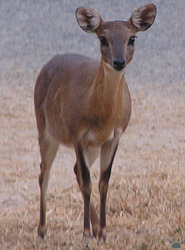 antelope