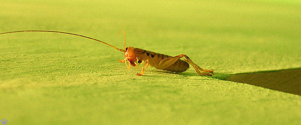 cricket