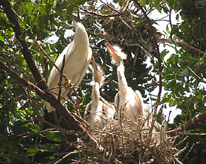 birds