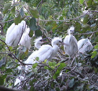 birds