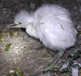 birds