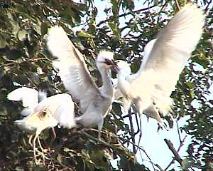 birds
