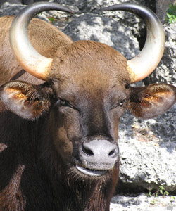 gaur