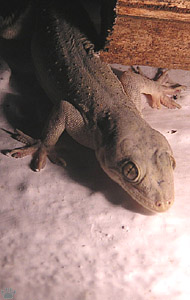 lizard